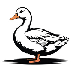 duck isolated on white