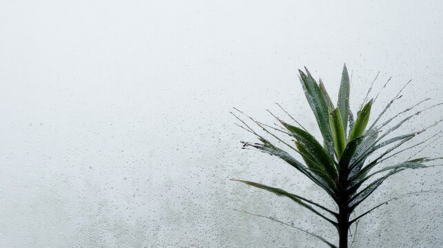 Close-up of a small plant with long, thin leaves. the leaves are green and appear to be a type of agave plant.