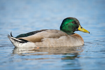 Close up of Mallard duck swimming on a pond