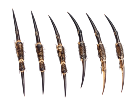 Six detailed views showcase the segmented and spiky anatomy of a predatory creature's limb