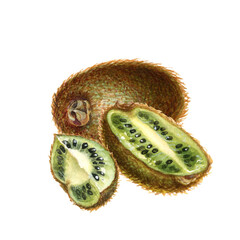 Large whole kiwi fruits with brown skin, half and quarter of kiwi fruit with green flesh, seeds. Watercolor botanical clipart of ripe kiwi, hand drawn, for design of jam, drink, food, vegetarian food