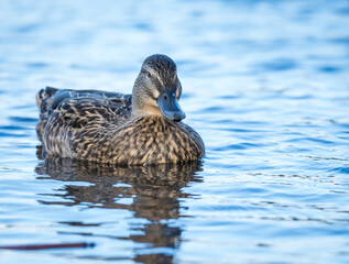 Close up of Mallard duck swimming on a pond