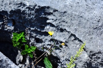 False dandelion and the limestone pavement