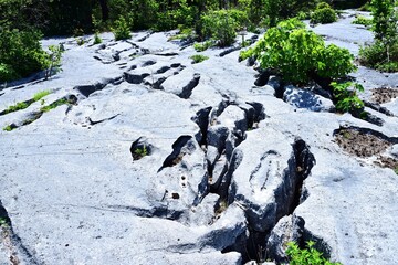 Vegetation and the limestone pavement