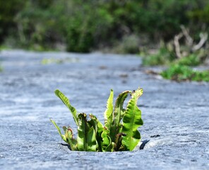 Hart's-Tongue Fern and the limestone pavement
