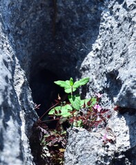 Wild mint and the limestone pavement