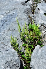 Vegetation and the limestone pavement
