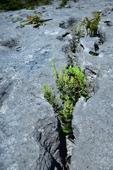 Vegetation and the limestone pavement