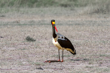 Birds on the east African savanna