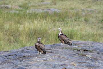 Birds on the east African savanna