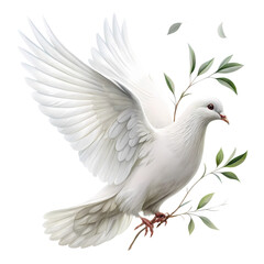 Obraz premium White Dove with Olive Branch