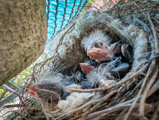 A close-up view of baby birds huddled in a nest