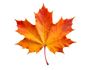 Obraz premium Experience the stunning beauty of a solitary, richly colored maple leaf in its full autumnal glory.