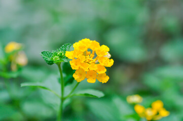 Lantana camara L, Cloth of gold or Hedge flower or Lantana or Weeping lantana or White sage or VERBENACEAE or yellow flower