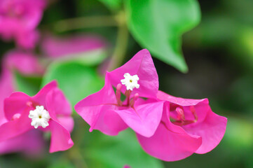 Bougainvillea or paper flower , red paper flower or fuchsia flower