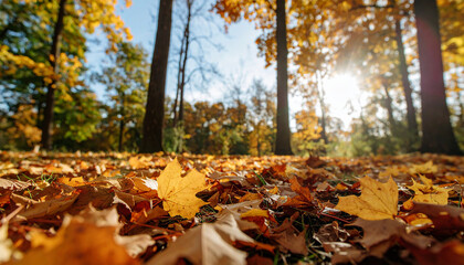 Autumn scene with golden and orange leaves scattered across the ground. Selective focus. 