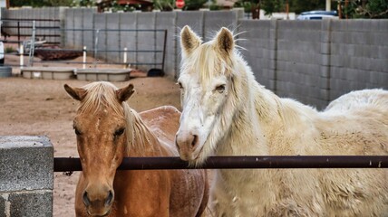 Cream and palomino horses behind a ranch fence