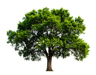 A magnificent mature tree with vibrant green leaves stands tall, showcasing nature's enduring beauty.