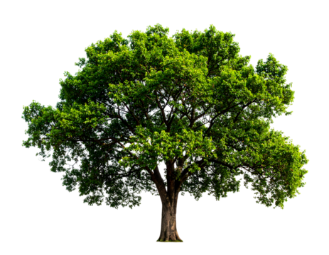 A magnificent mature tree with vibrant green leaves stands tall, showcasing nature's enduring beauty.