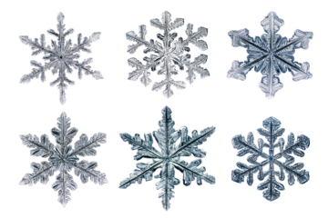 Set of six detailed snowflakes arranged on white background.