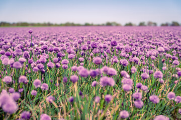 Blick auf ein blühendes lilafarbenes Schnittlauchfeld, in der Ferne Bäume am Horizont, blauer Himmel, horizontal 