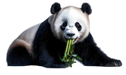 Panda bear seated, consuming bamboo shoots, isolated on white background.
