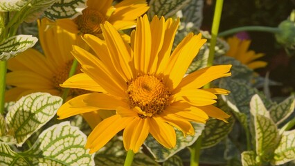 Sweden. Heliopsis helianthoides is a species of flowering plant in the family Asteraceae, known by the common names rough oxeye, smooth oxeye and false sunflower. 