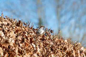 Peeking out of a beech hedge, with a blue sky behind, is a house sparrow. Copy space.