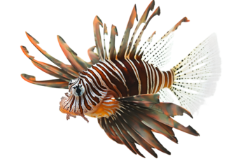 A vibrant lionfish, showcasing its intricate patterns and fin structure, isolated against a white background.
