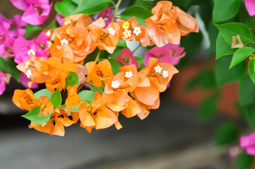 Bougainvillea or paper flower , red paper flower or orange flower or old rose flower