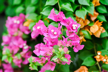 Bougainvillea or paper flower , red paper flower or fuchsia flower