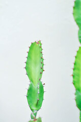 cactus , Fairytale castle or Cereus peruvianus or succulent plant