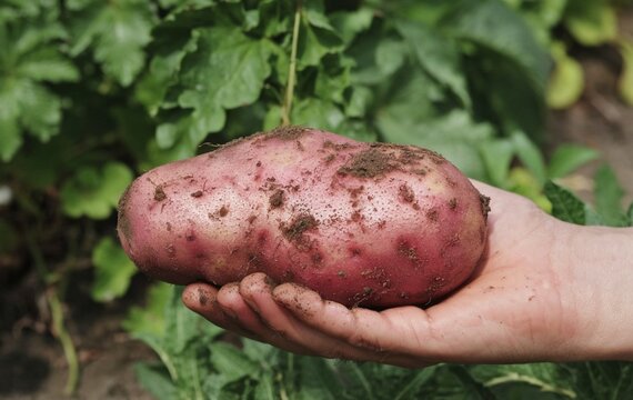 A hand holding a freshly harvested potato