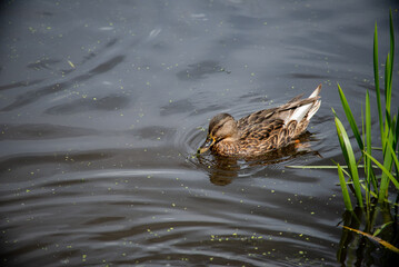 water, nature, lake, pond, animal, bird, frog, duck, wildlife, grass, river, green, reflection, wild, swimming, swamp, amphibian, wave, toad, sea, summer, swim