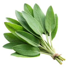 sage image isolated on a transparent background