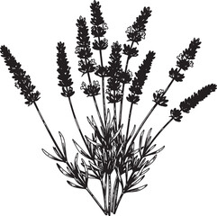 Elegant black and white hand drawn illustration of a beautiful lavender plant