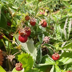 Obraz premium Ripe Wild Strawberries Growing in Natural Garden Setting in Summer Sunlight