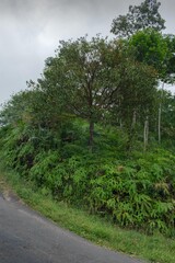 Lush Green Landscape Featuring Ferns and a Central Tree on a Cloudy Day