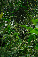 Lush Tropical Rainforest with Arenga pinnata Trees and Dense Green Vegetation