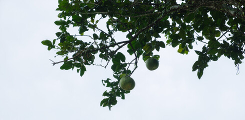 Pomelo fruit hanging on a Lush Tree Branch Against a Cloudy Sky