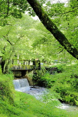 岐阜県池田町の緑と橋と川