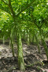 Close-up of the stem of the elephant yam plant in the field
