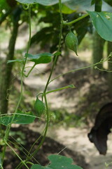 A tiny stem of European Birthwort, a creeper plant with several pods