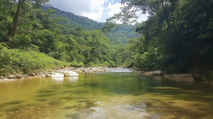 Fototapeta premium Original deciduous primeval forest in a tropical mountain region with a clear mountain stream