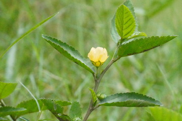 Common Wireweed or Bala plant with its tiny yellow flower in close up