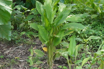 Close-up of a turmeric plant with its long green leaves