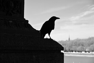 Crow silhouette