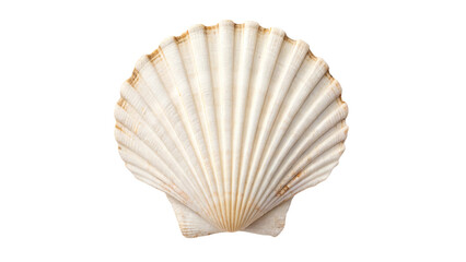 White Fan Shaped Scallop Seashell Isolated on Transparent Background