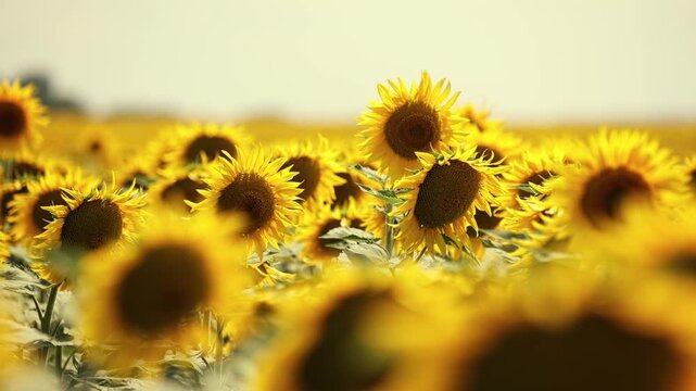 Vast sunflower field under clear sky during growing season. Concept agribusiness, crop production, and rural economy