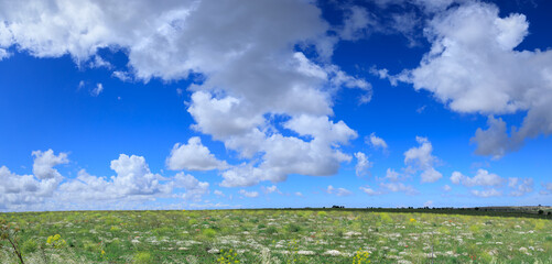 Spring hilly landscape with wildflowers on green field dominated from clouds: Alta Murgia National Park in Apulia, Italy.